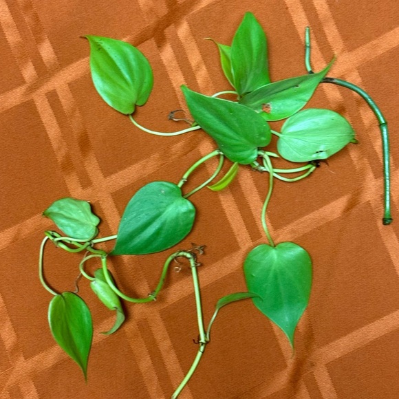 Live plants! Beautiful Cuttings Variety 5 healthy Miscellaneous unrooted - Picture 8 of 11